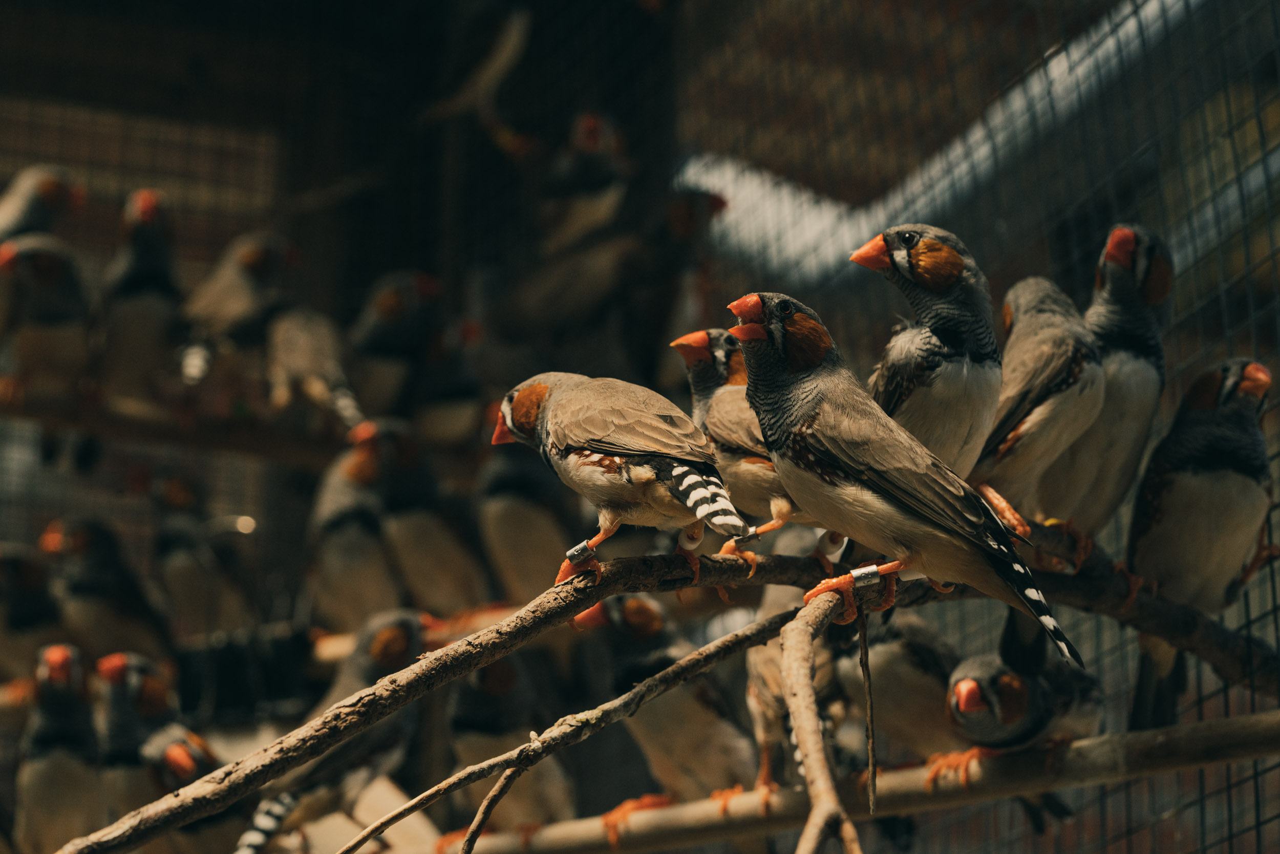 Zebra Finches in cage
