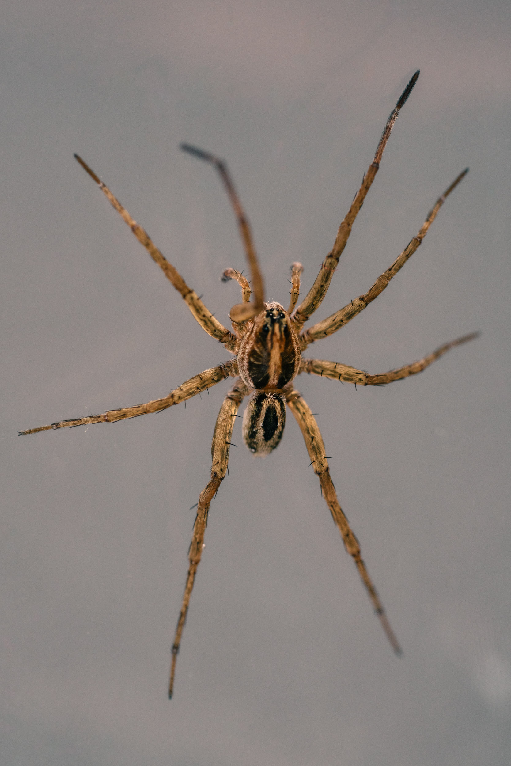 Juvenile wolf spider