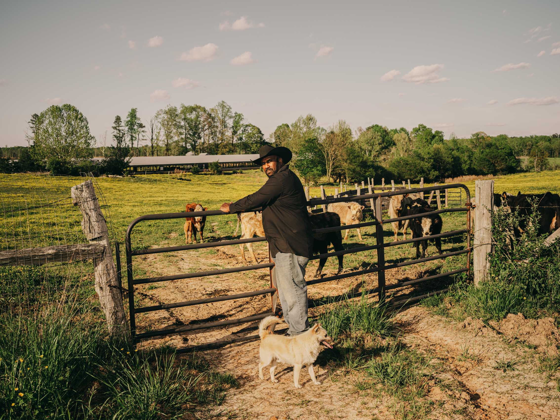John Boyd Jr. at gate with cows on his farm in virginia