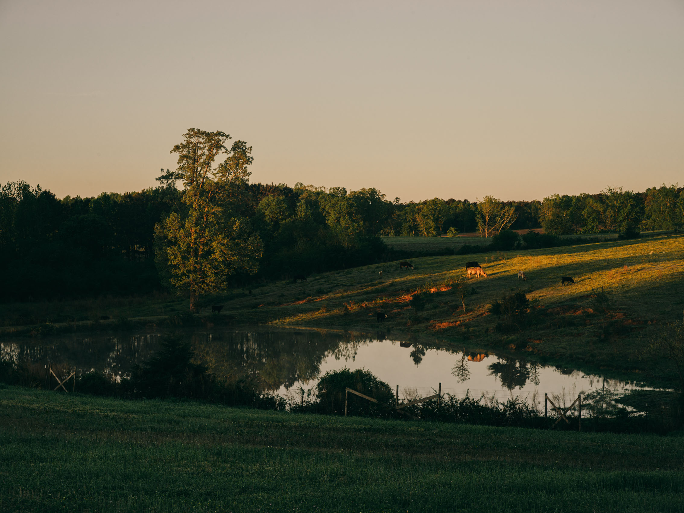 Cattle graze near the pond at sunrise