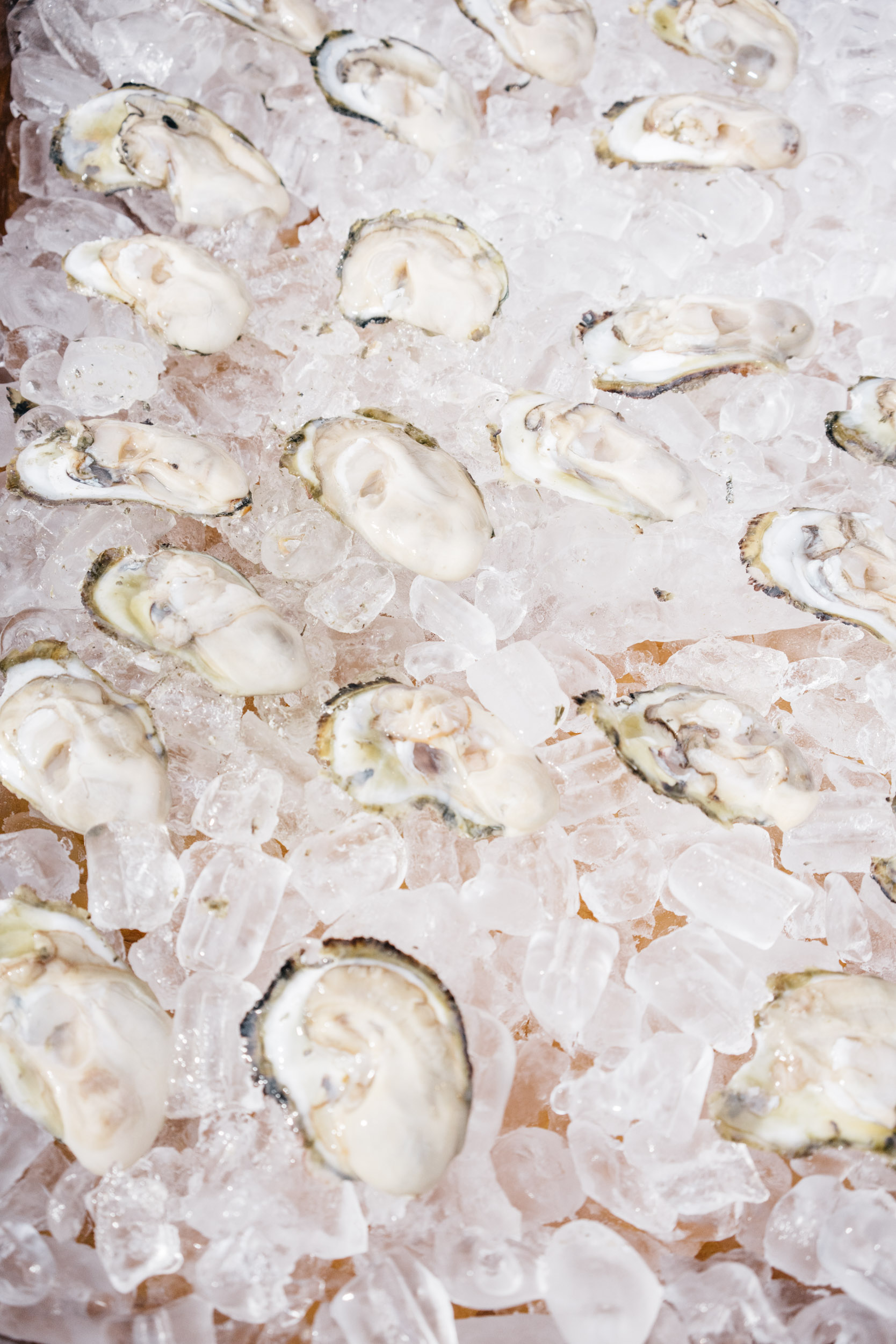 oysters served up on ice