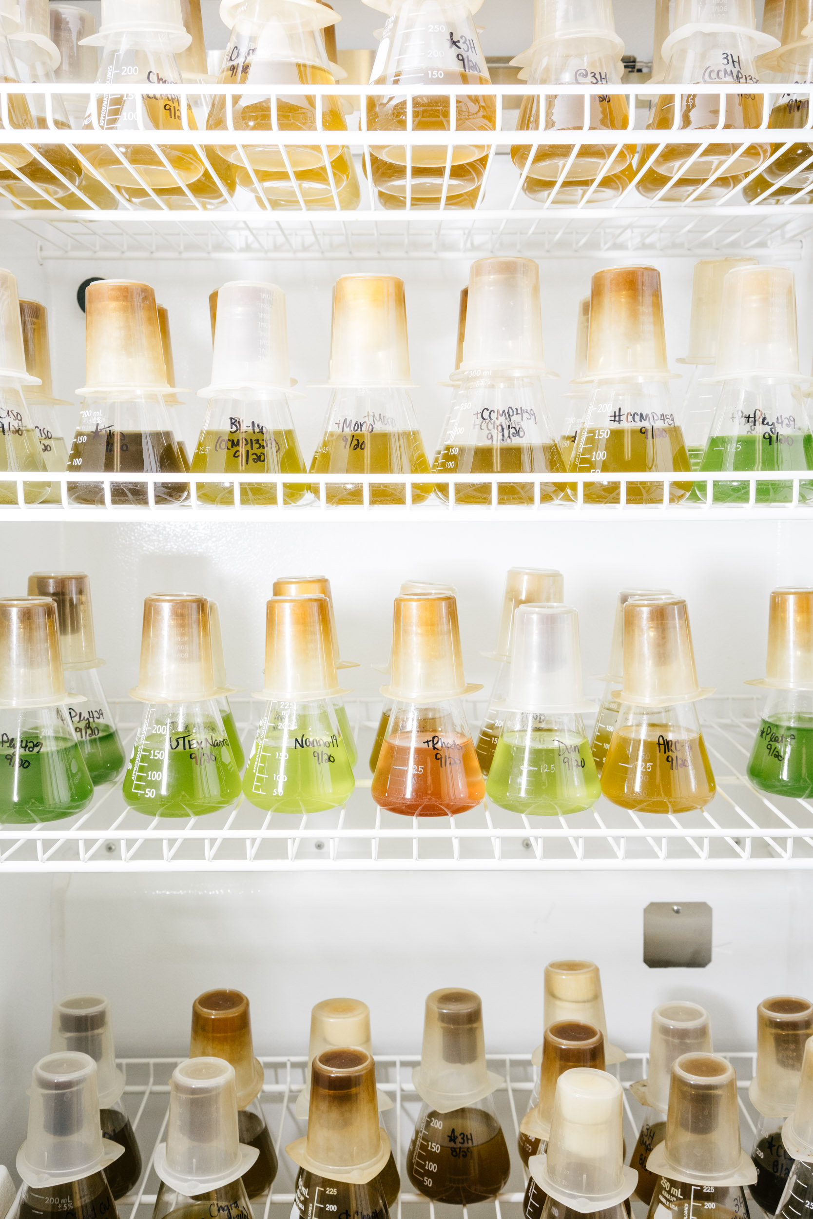 algae lab at University of Maryland Center for Environmental Science Horn Point Laboratory