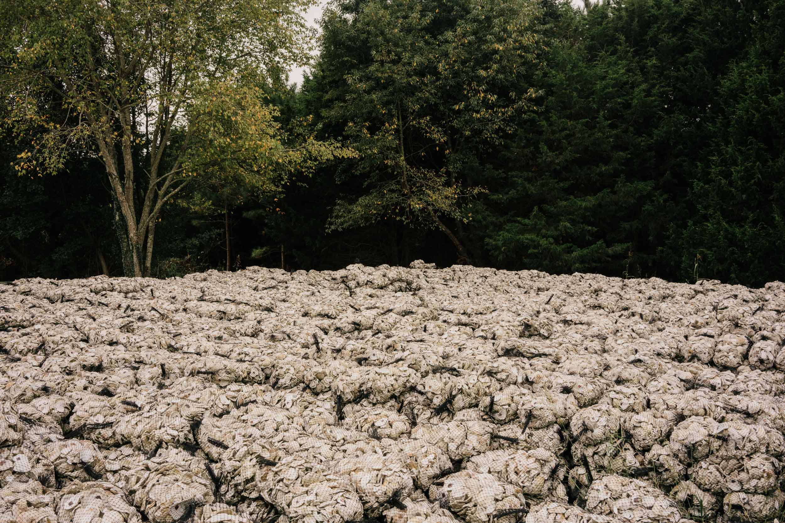 thousands of oyster shells in bag stacked near trees