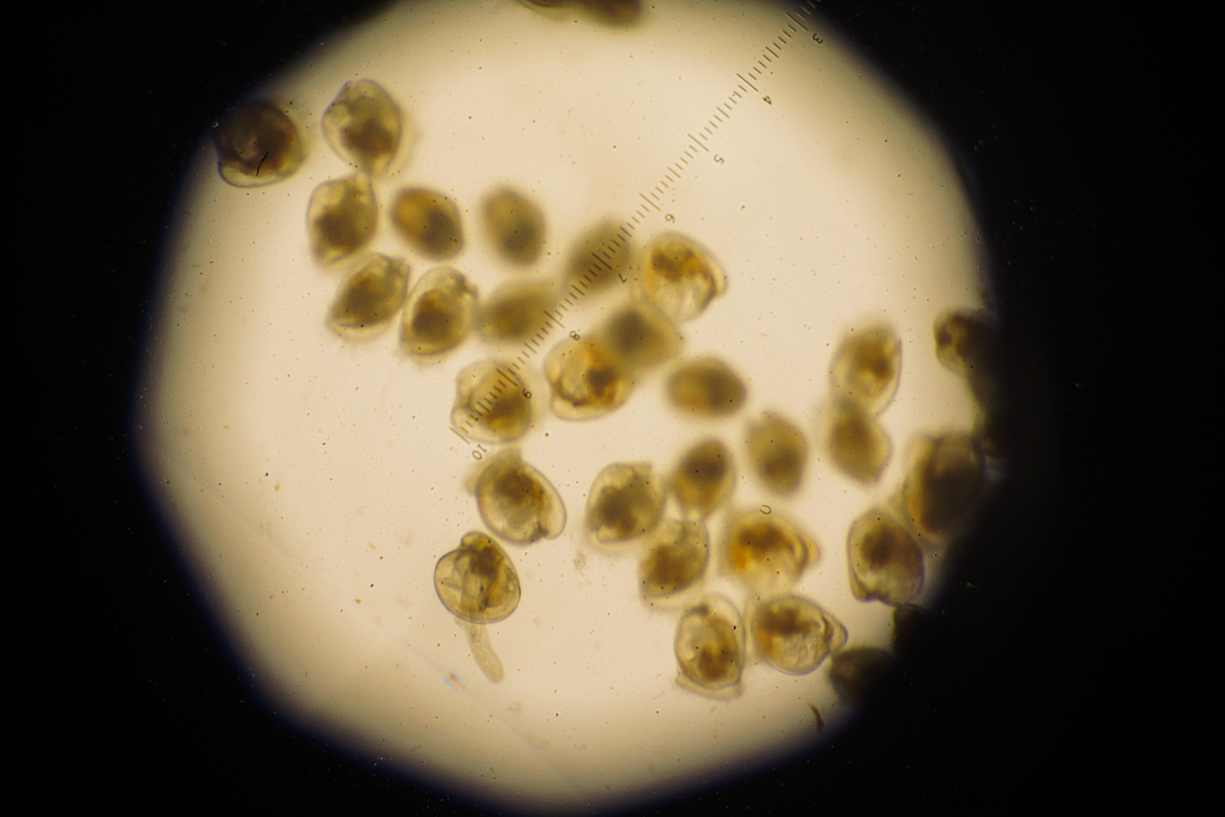 oyster larvae under microscope