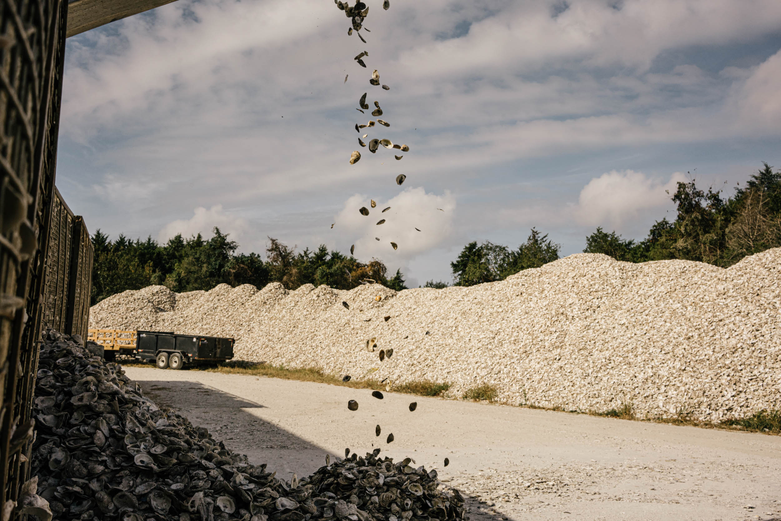 oyster shells being cleaned for use in the Chesapeake bay
