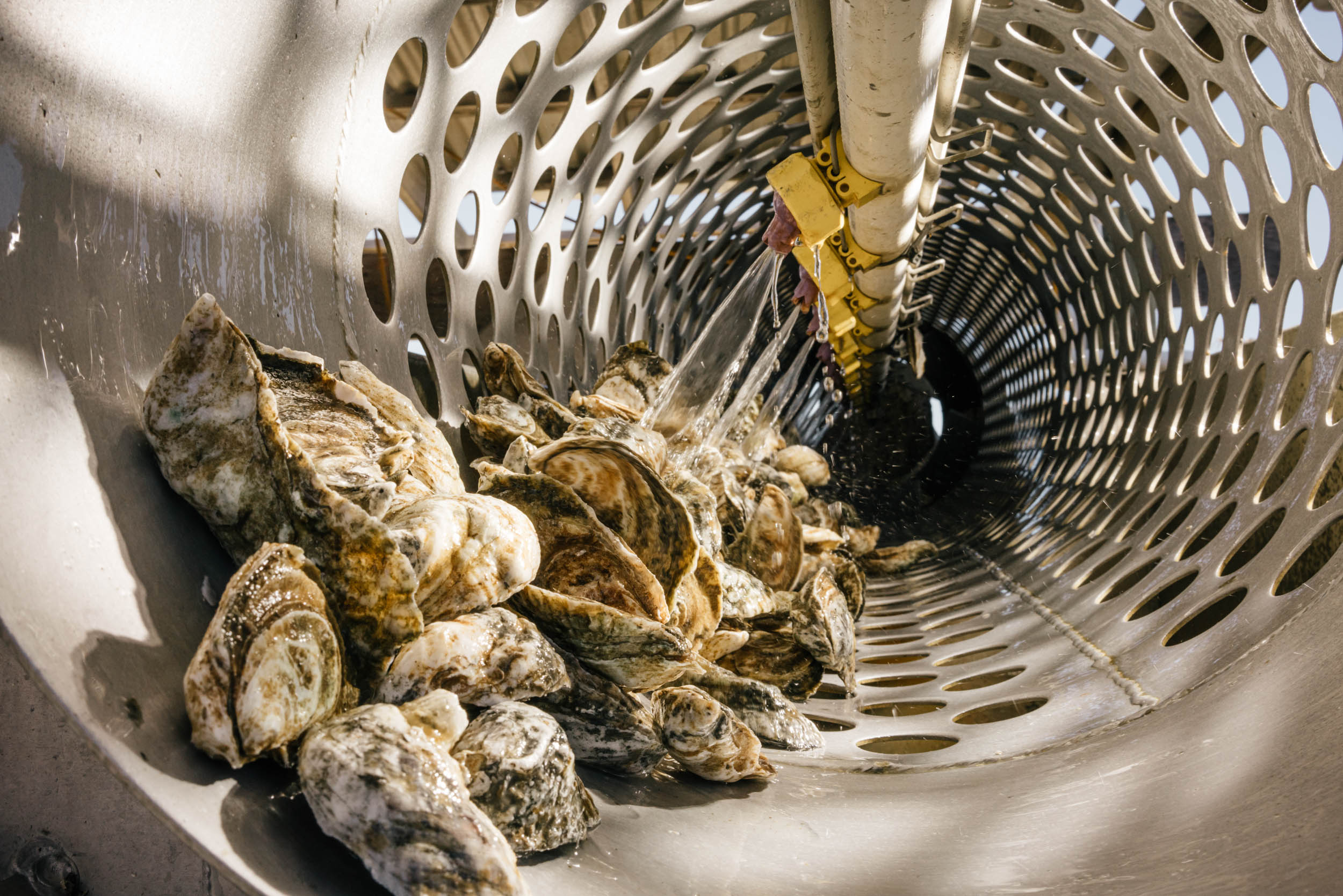 oysters being cleaned in tumbler with water