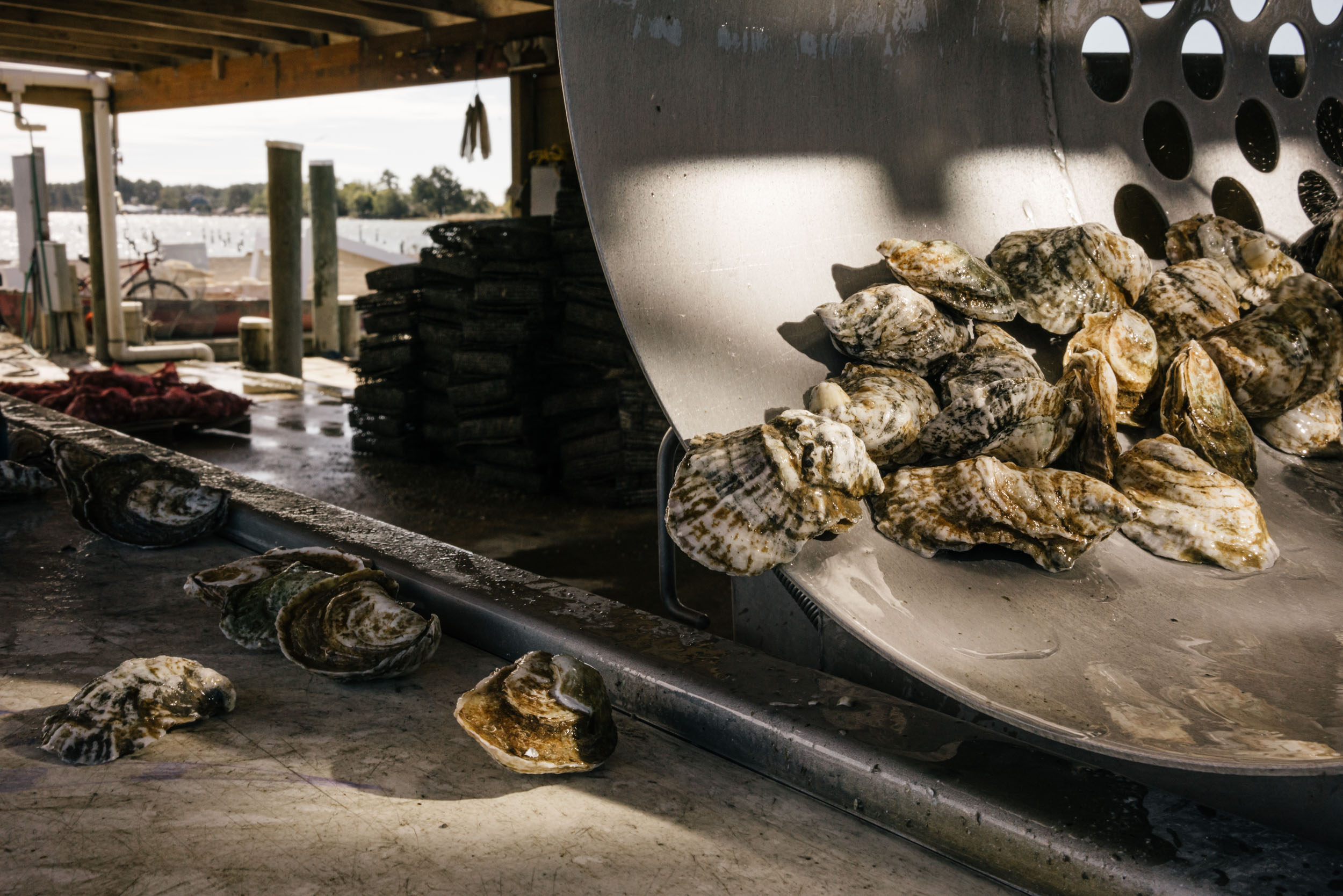 oysters coming out of tumbler cleaned