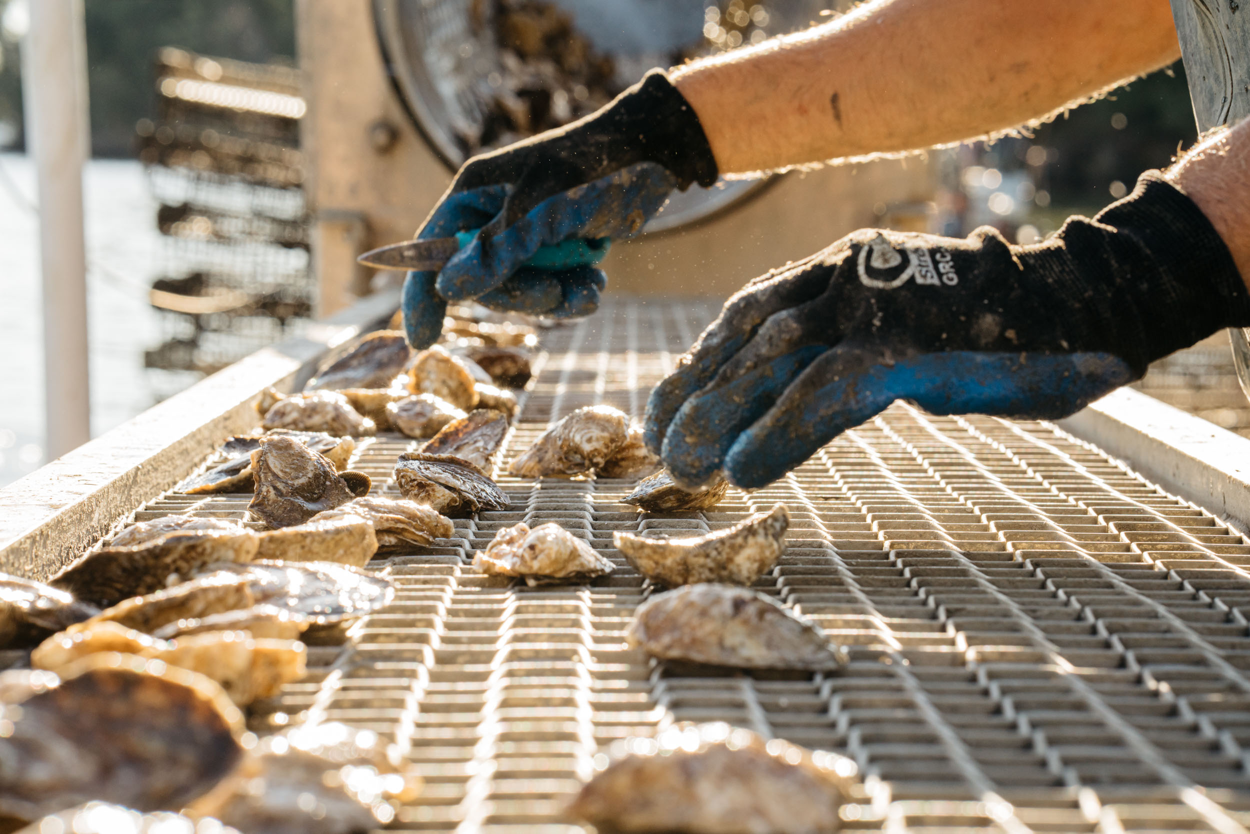 oysters being sorted on conveyor belt with gloves