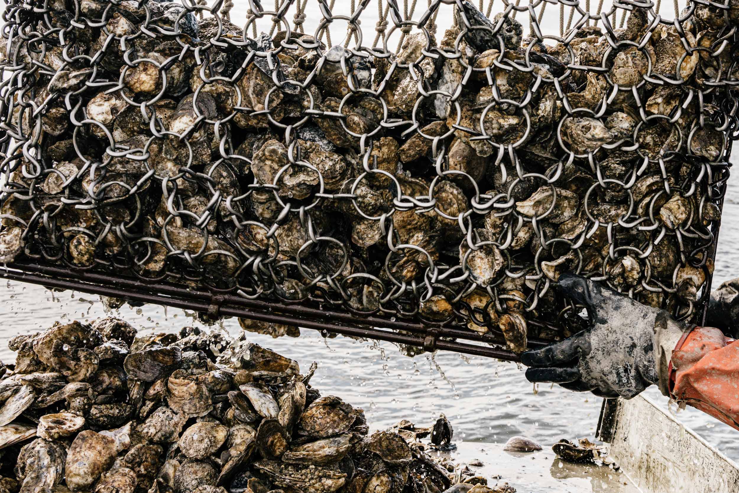 Washington DC editorial photographer oysters in dredge pulled up from bottom of bay