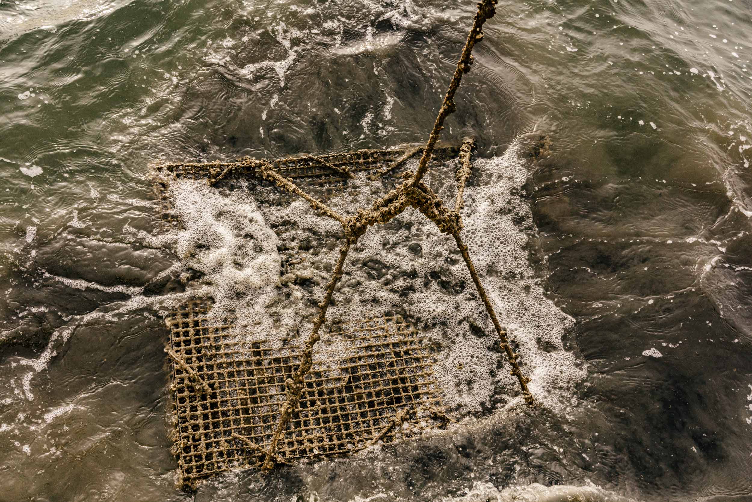 oyster crate emerging from water