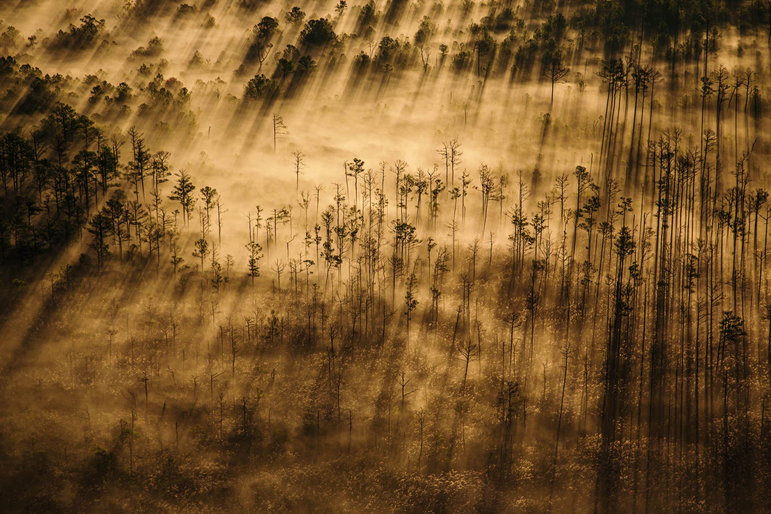 Nature photographer DC NYC aerial of ghost forest on Eastern Shore