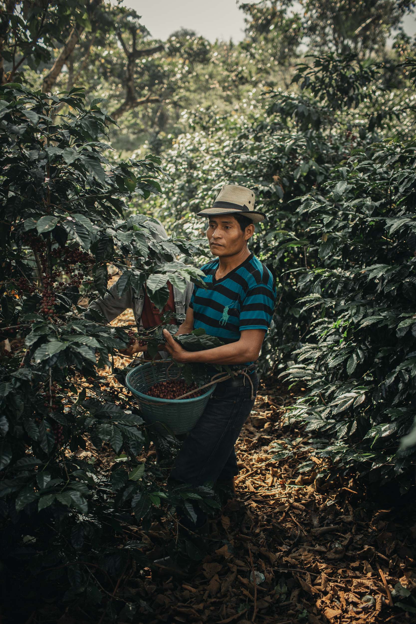 coffee harvest in Guatemala