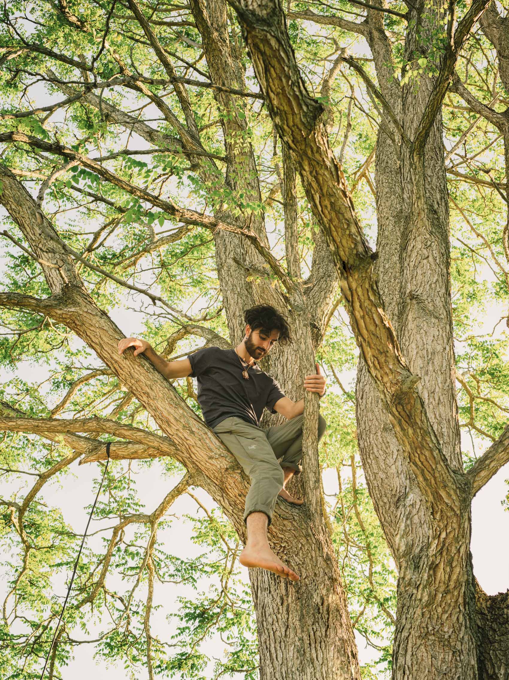 Arcteryx climbing tree in arc