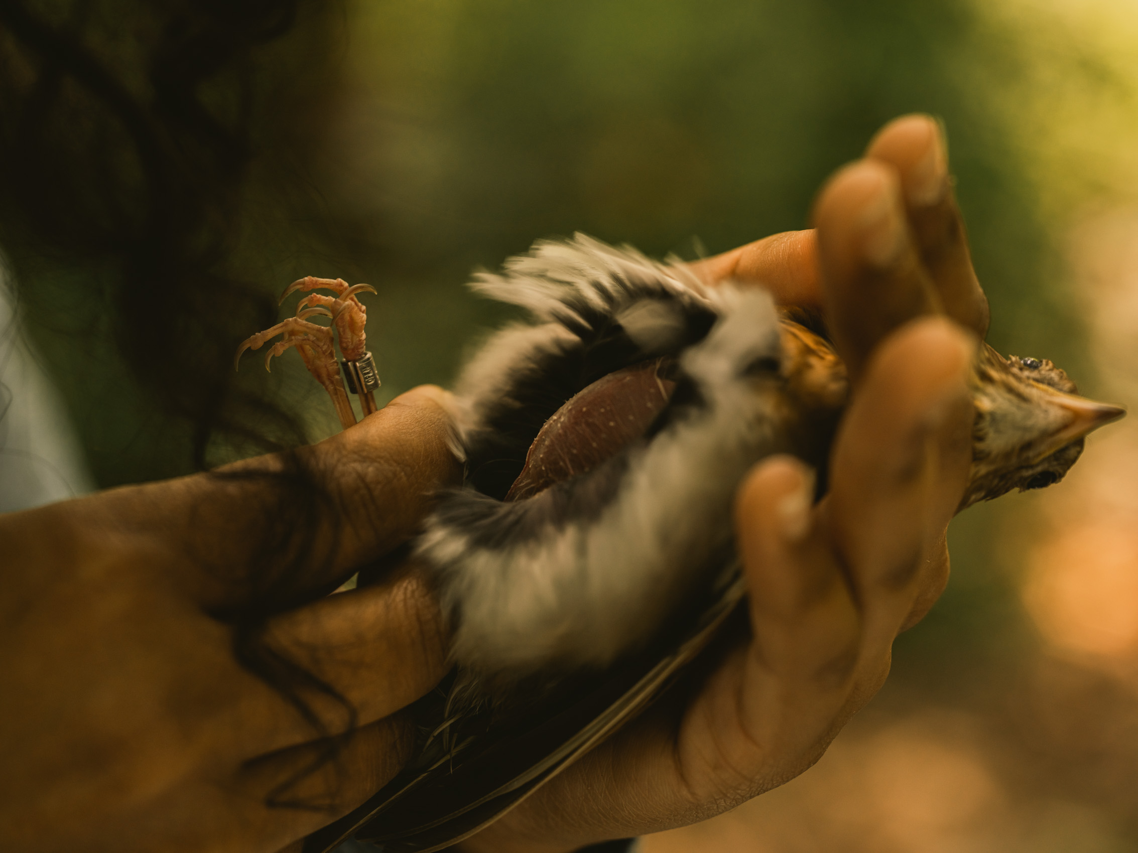 230522_GK_Veery356