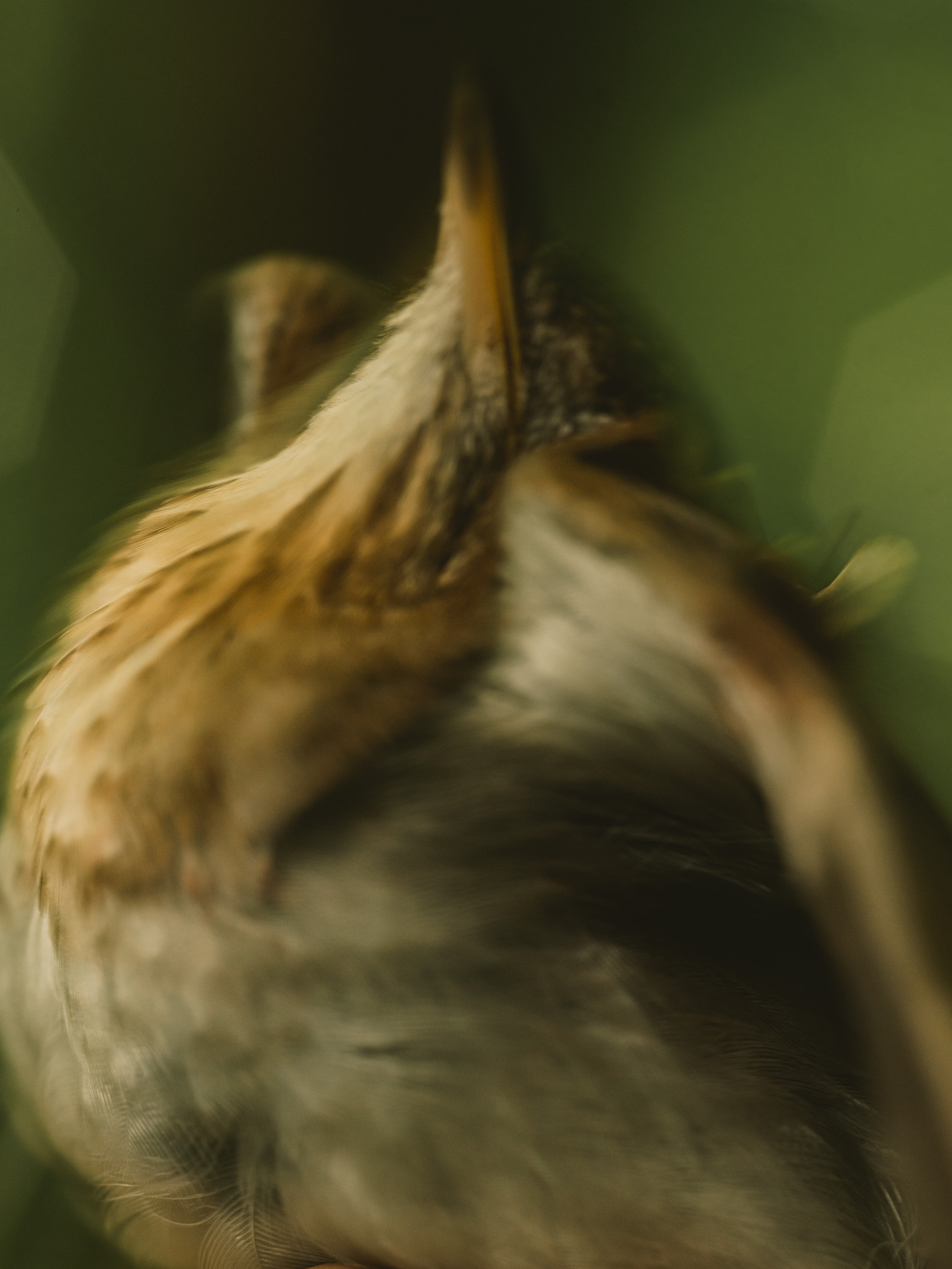 230524_GK_Veery801