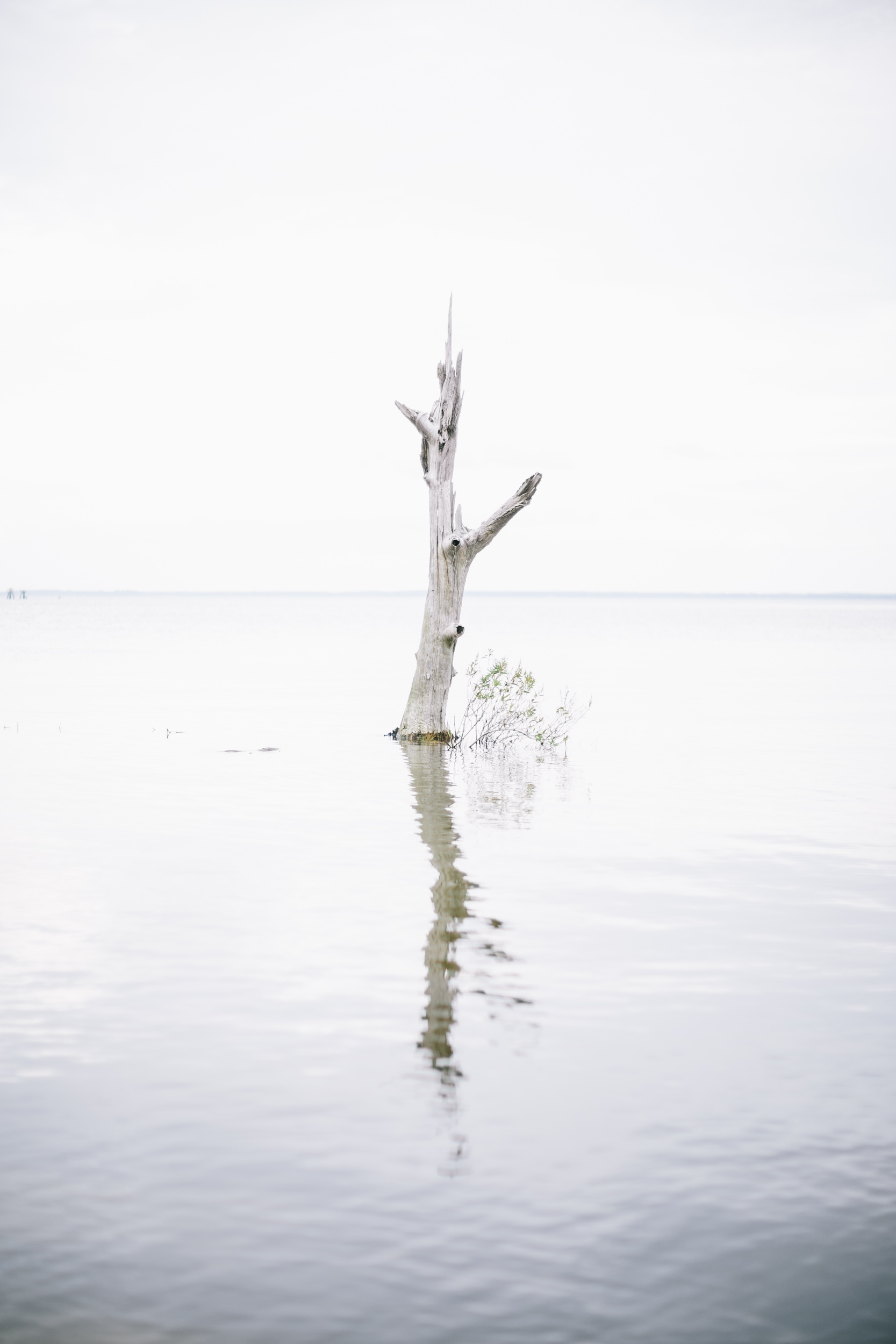 tree surrounded by salt water