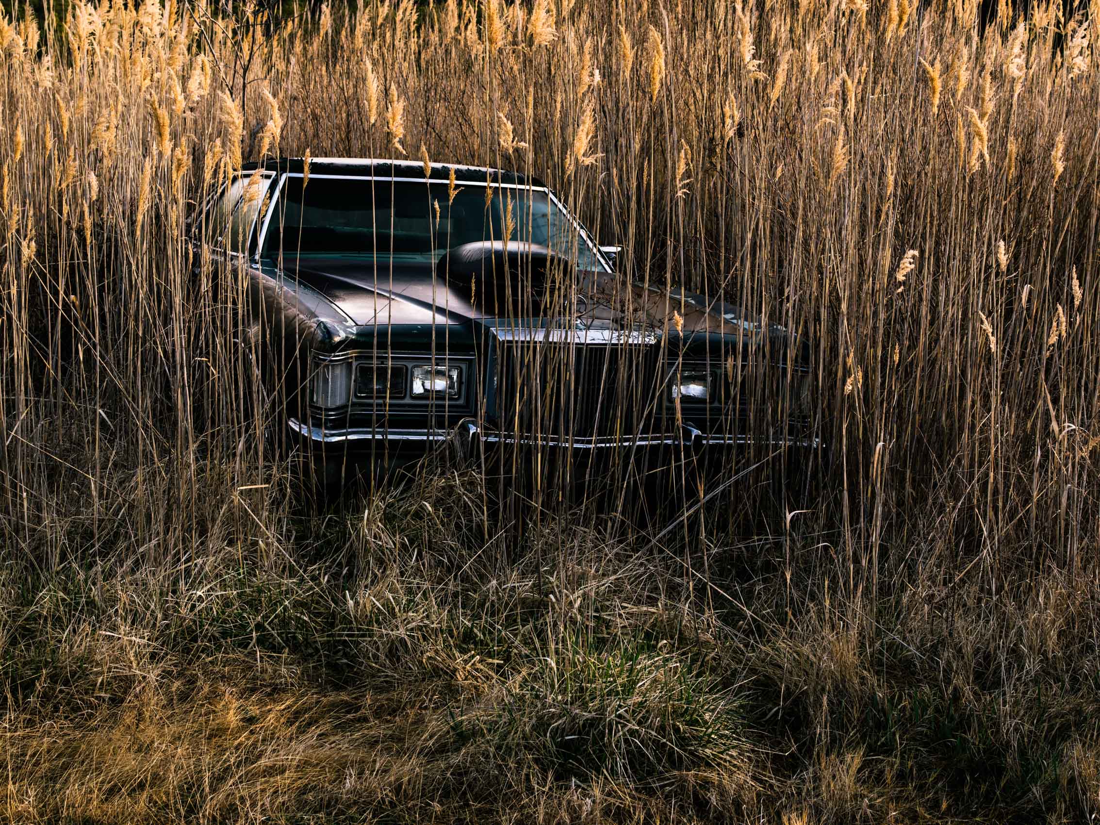 Washington DC editorial photographer abandoned car is enveloped by phragmites near Deal Island