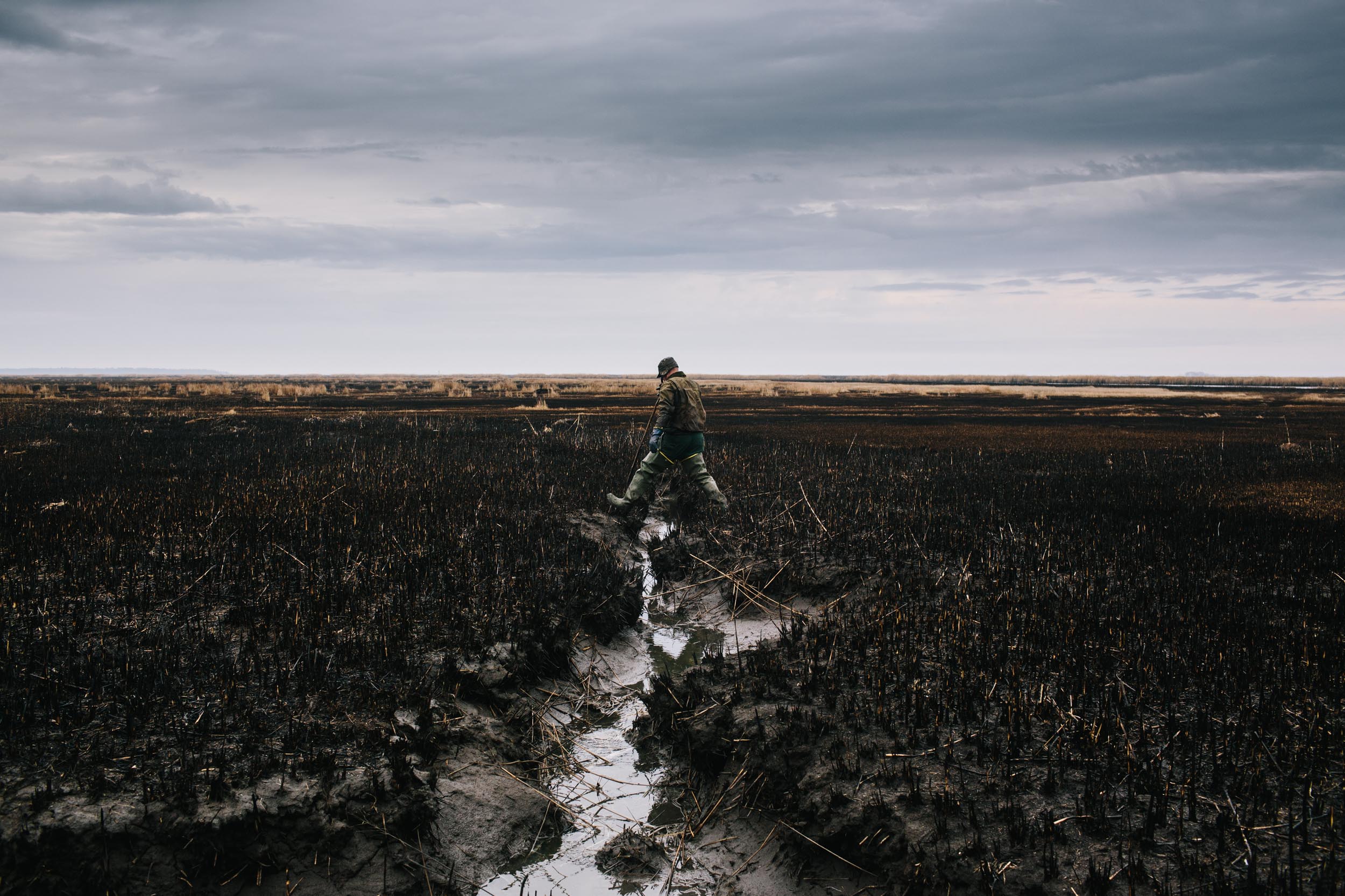 muskrat trapper walks across marsh in winter
