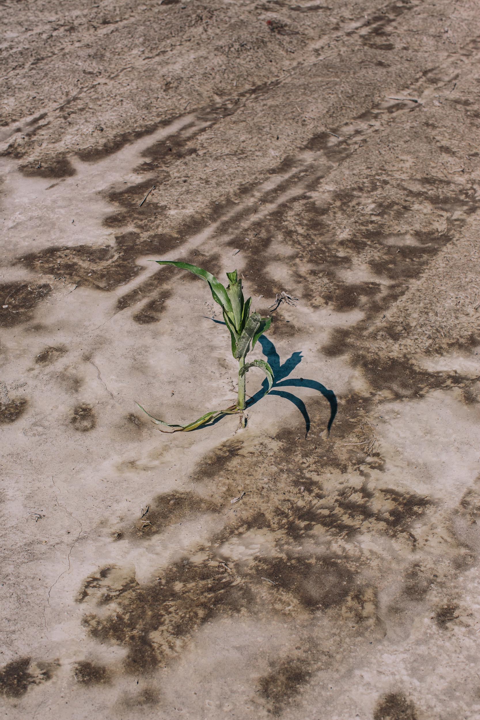 crops with soil ruined by salt water intrusion