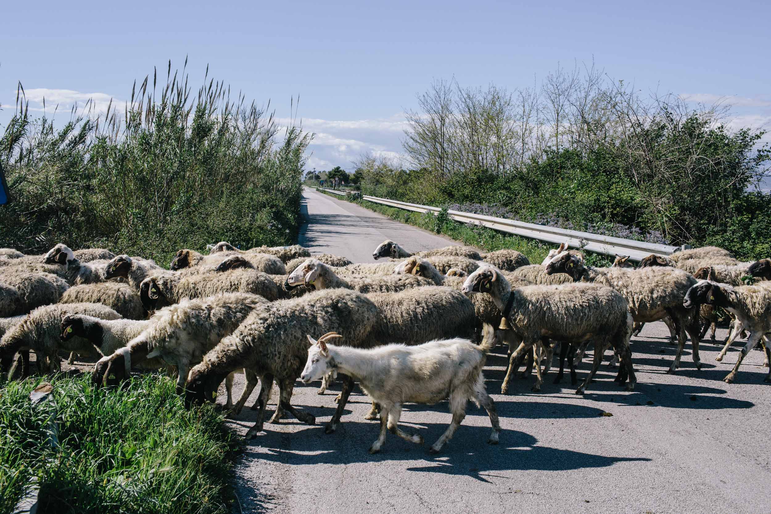 A herd of sheep cross a rural road in Southern Italy