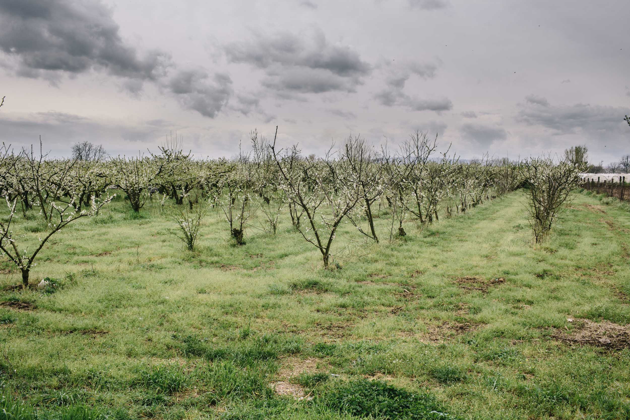 A peach tree farm begins to bloom in the late Spring