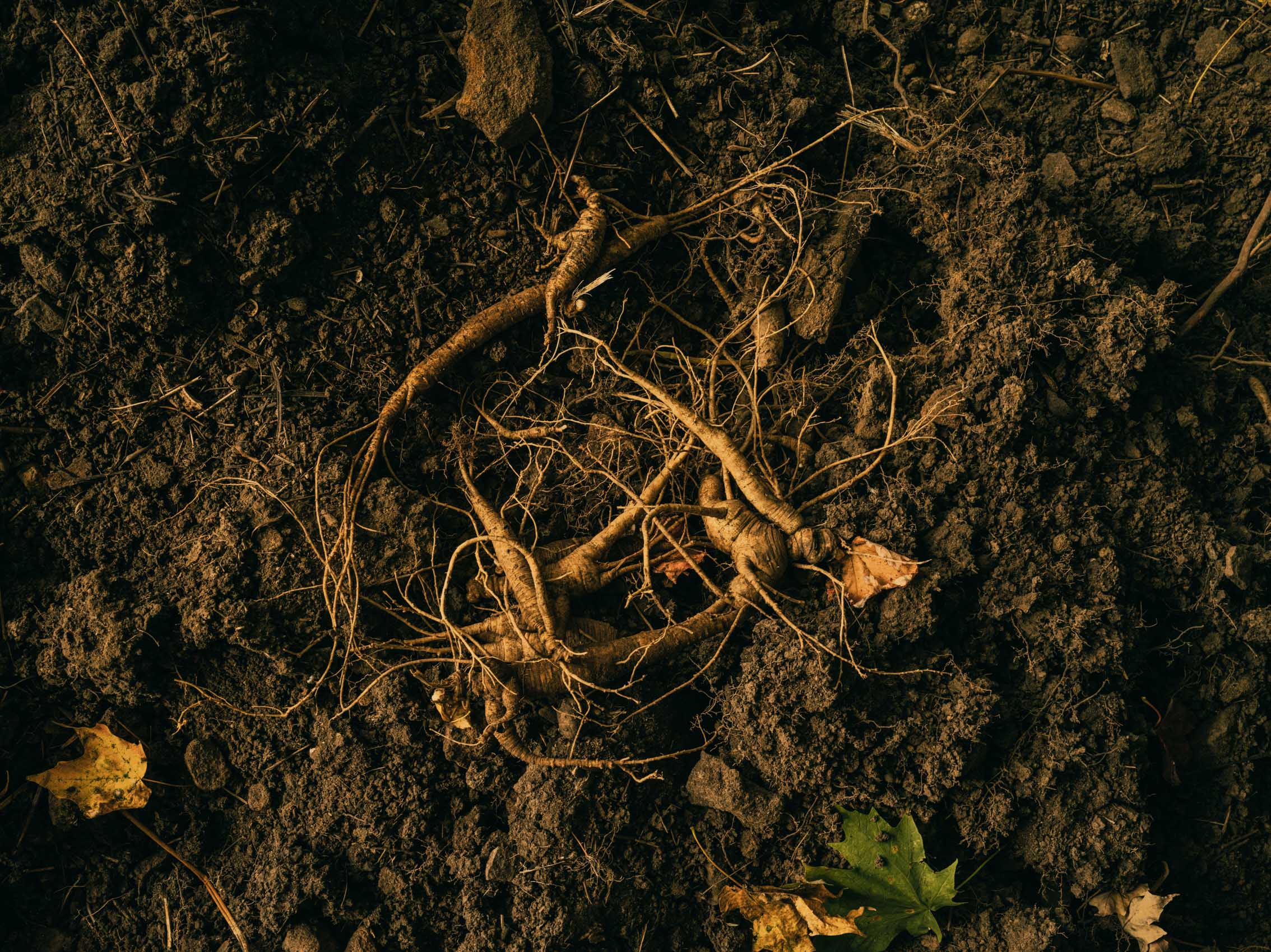 wild-simulated ginseng in Maryland